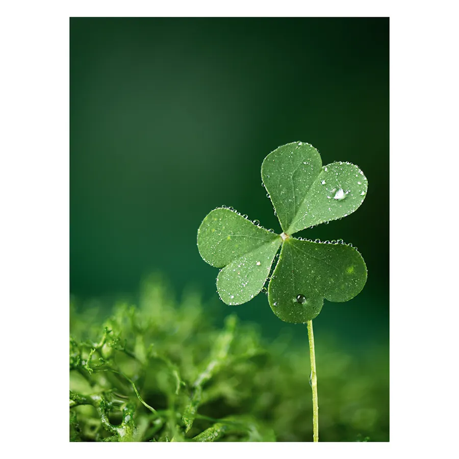 Alfalfa Microgreen Seeds 150 g
