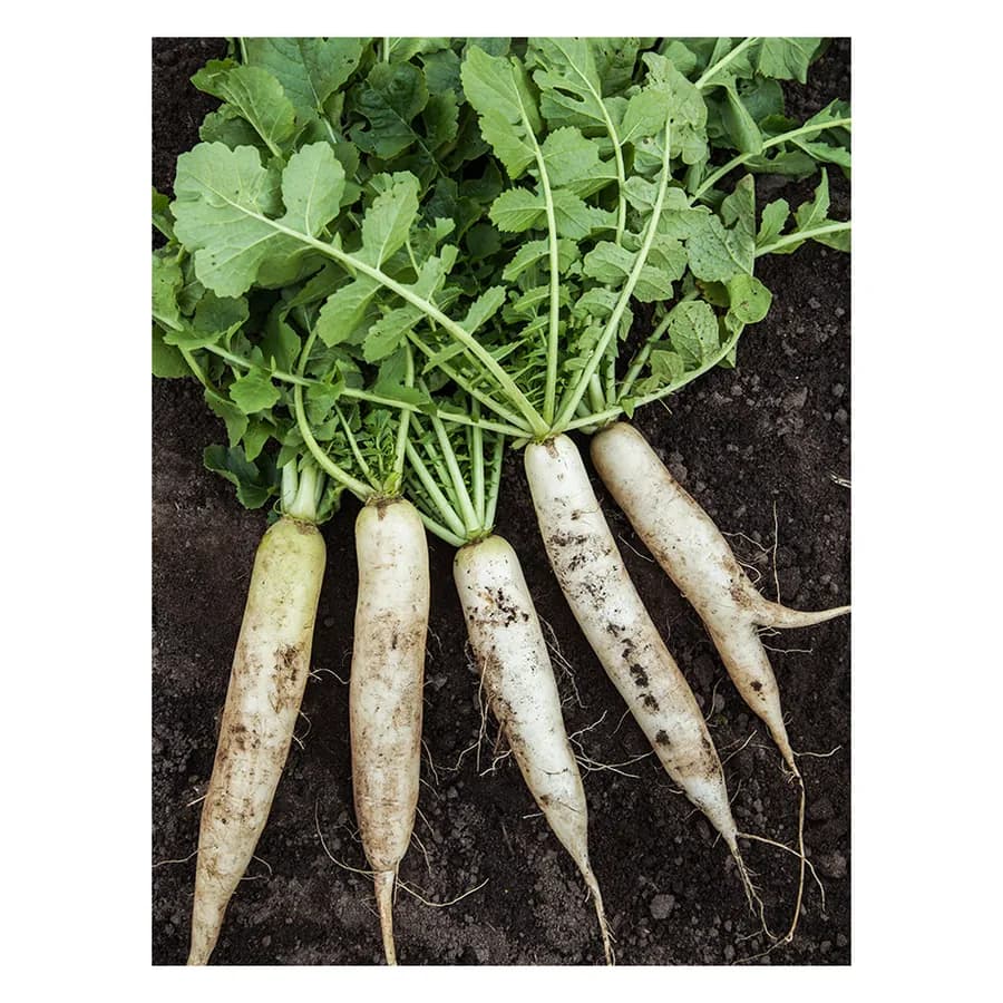 White Radish Microgreen Seeds 100 g