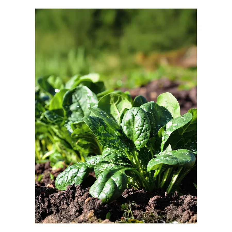 Spinach Microgreen Seeds 100 g