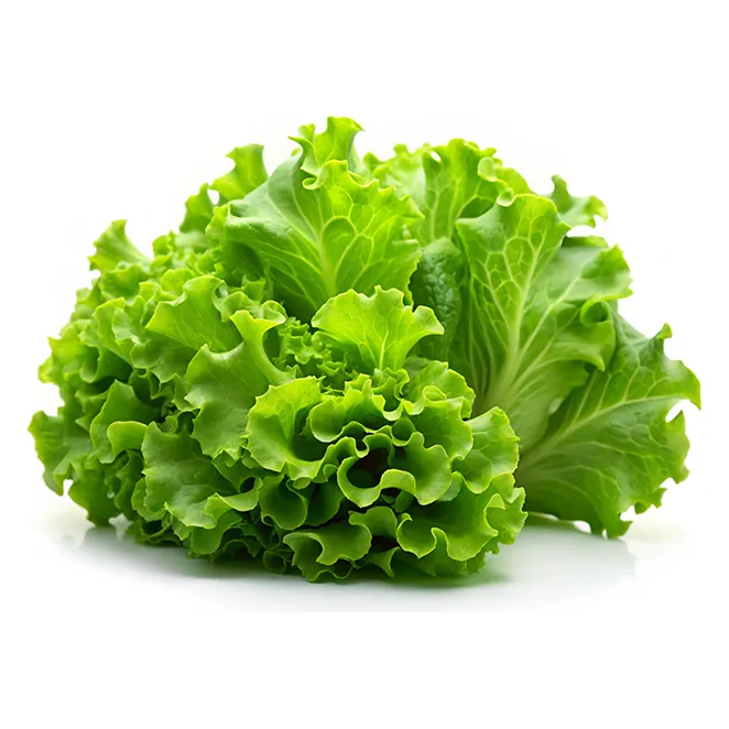 Lettuce Microgreen Seeds 20 g