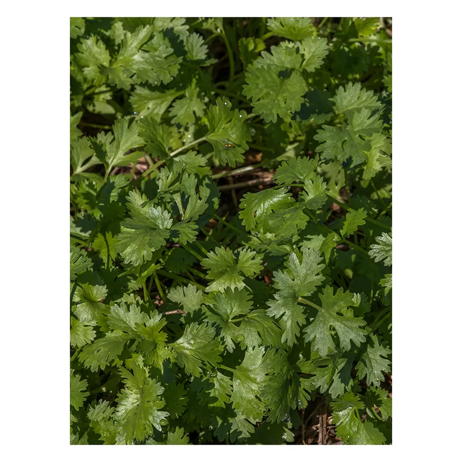Coriander Microgreen Seeds 80 g