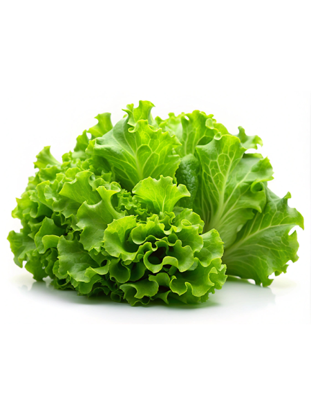 بذور خس ميكرو جرين 20 جرام