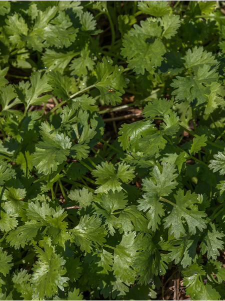 بذور كزبرة ميكرو جرين 80 جرام