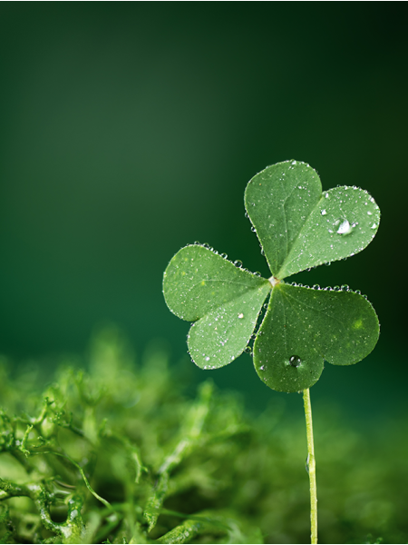 بذور برسيم الفالفا 150 جرام ميكرو جرين