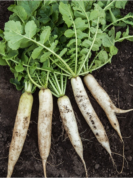 بذور فجل ابيض ميكرو جرين 100 جرام