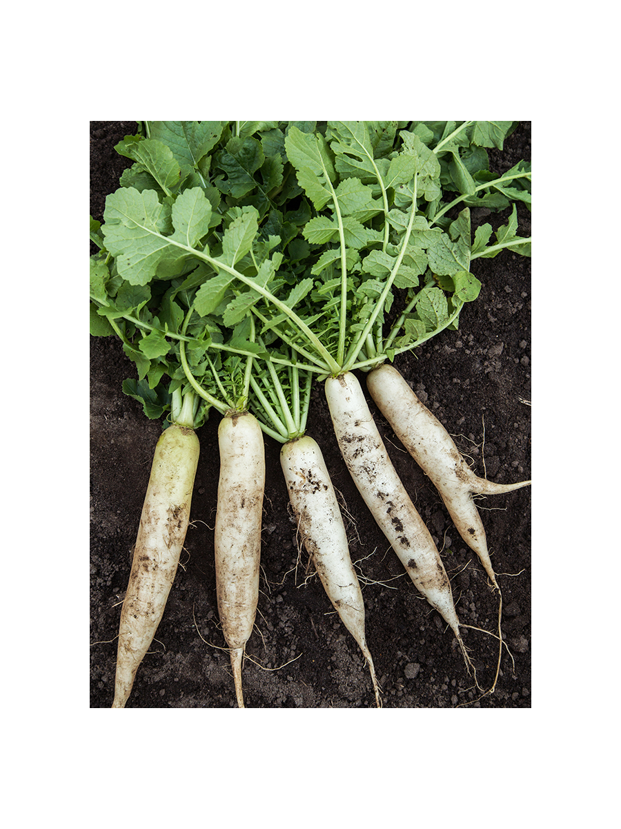 بذور فجل ابيض ميكرو جرين 100 جرام