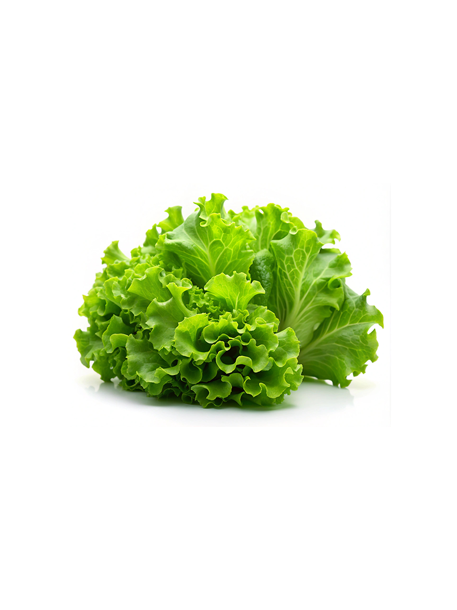 بذور خس ميكرو جرين 20 جرام