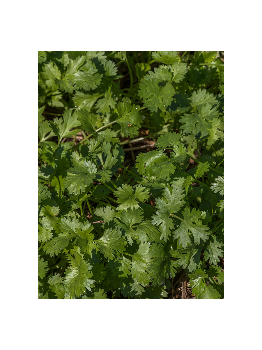 بذور كزبرة ميكرو جرين 80 جرام